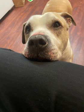 Enlarge Sami, a Adoptable Pit Bull Terrier in Rochester, NY image 1/4