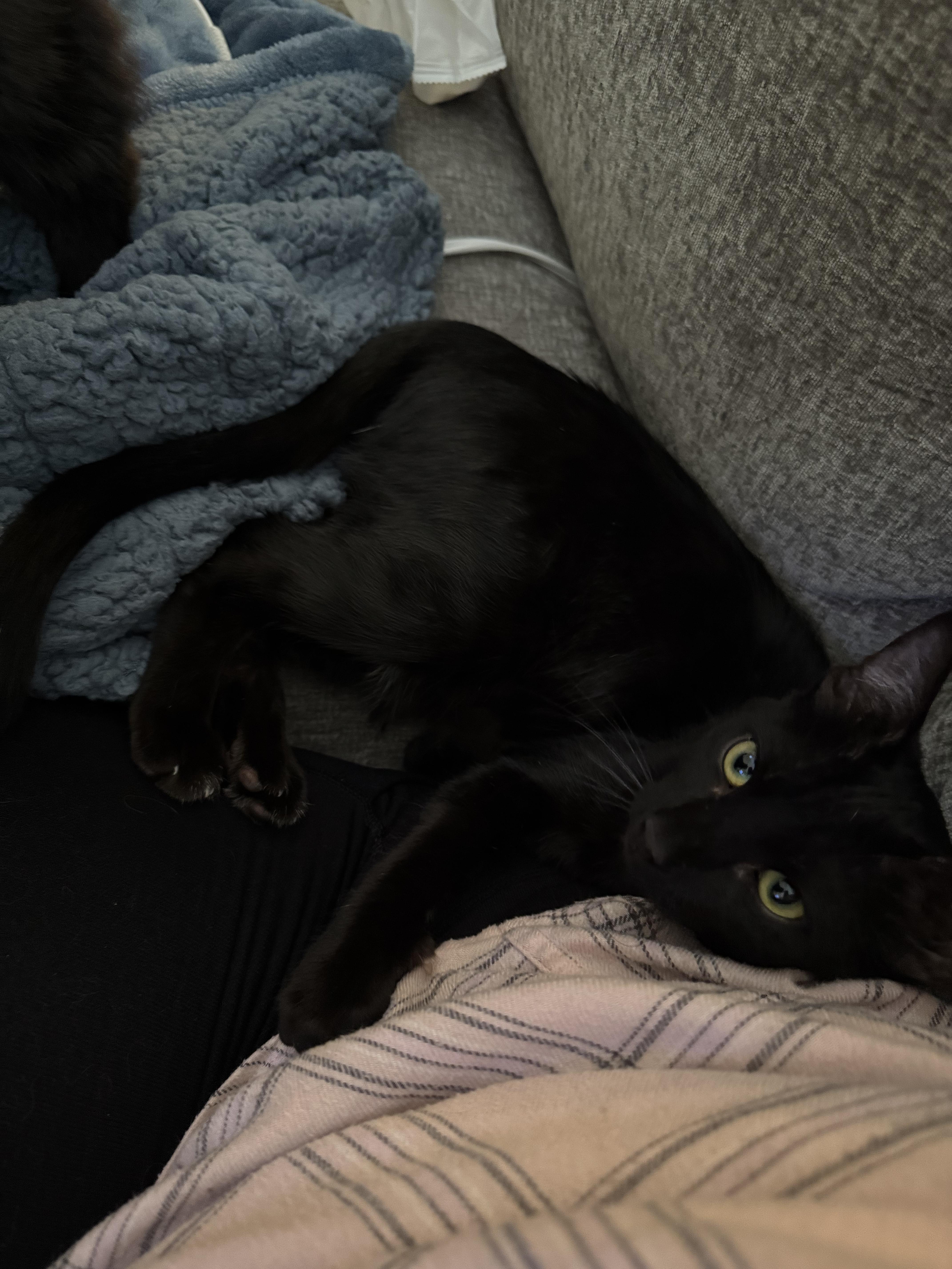 Sierra & Whitney (bonded pair)