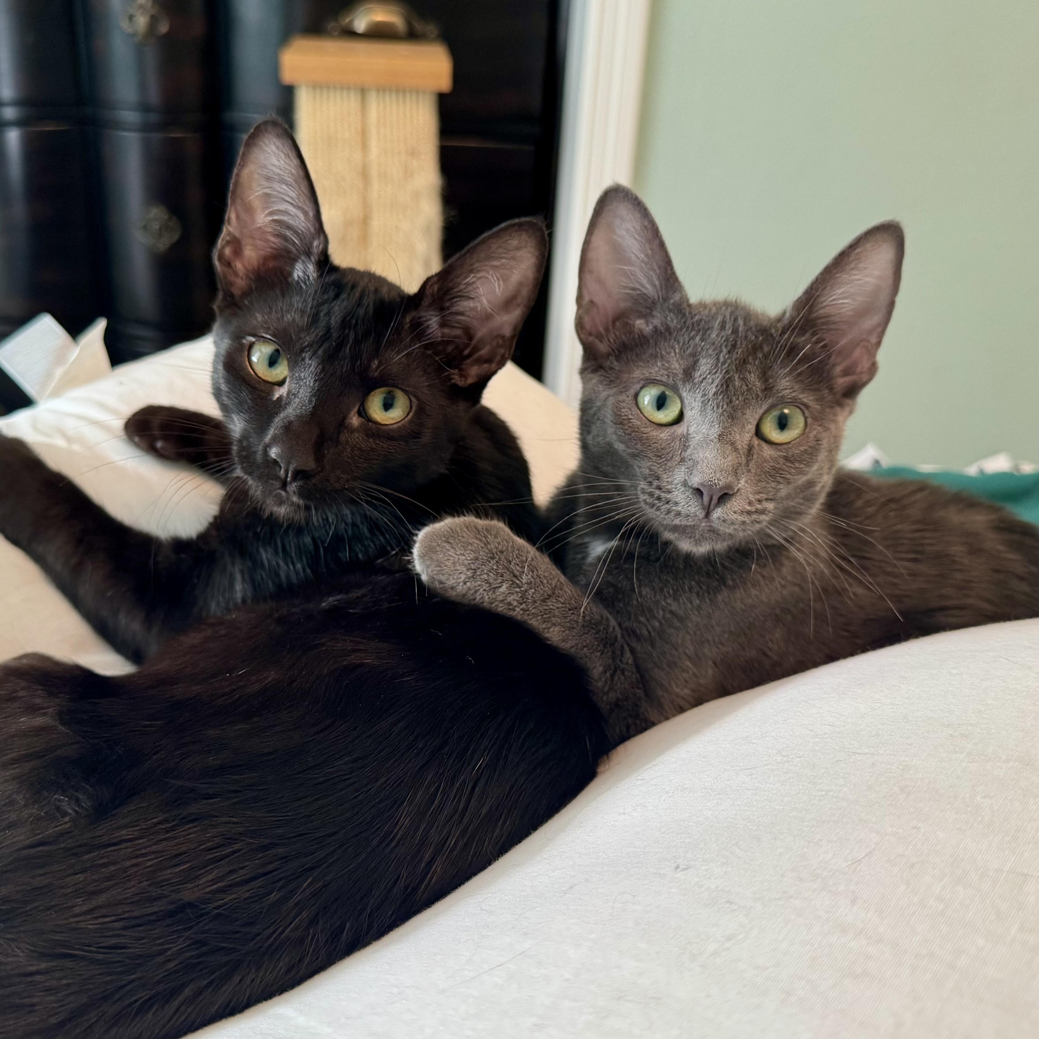 Sierra & Whitney (bonded pair)