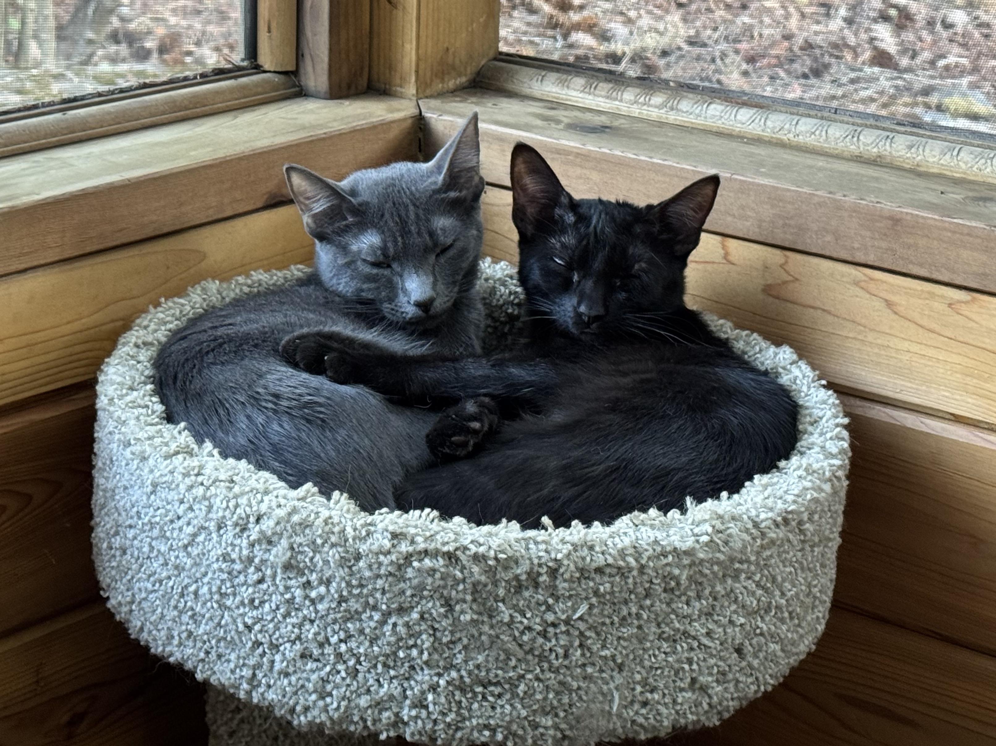 Sierra & Whitney (bonded pair)