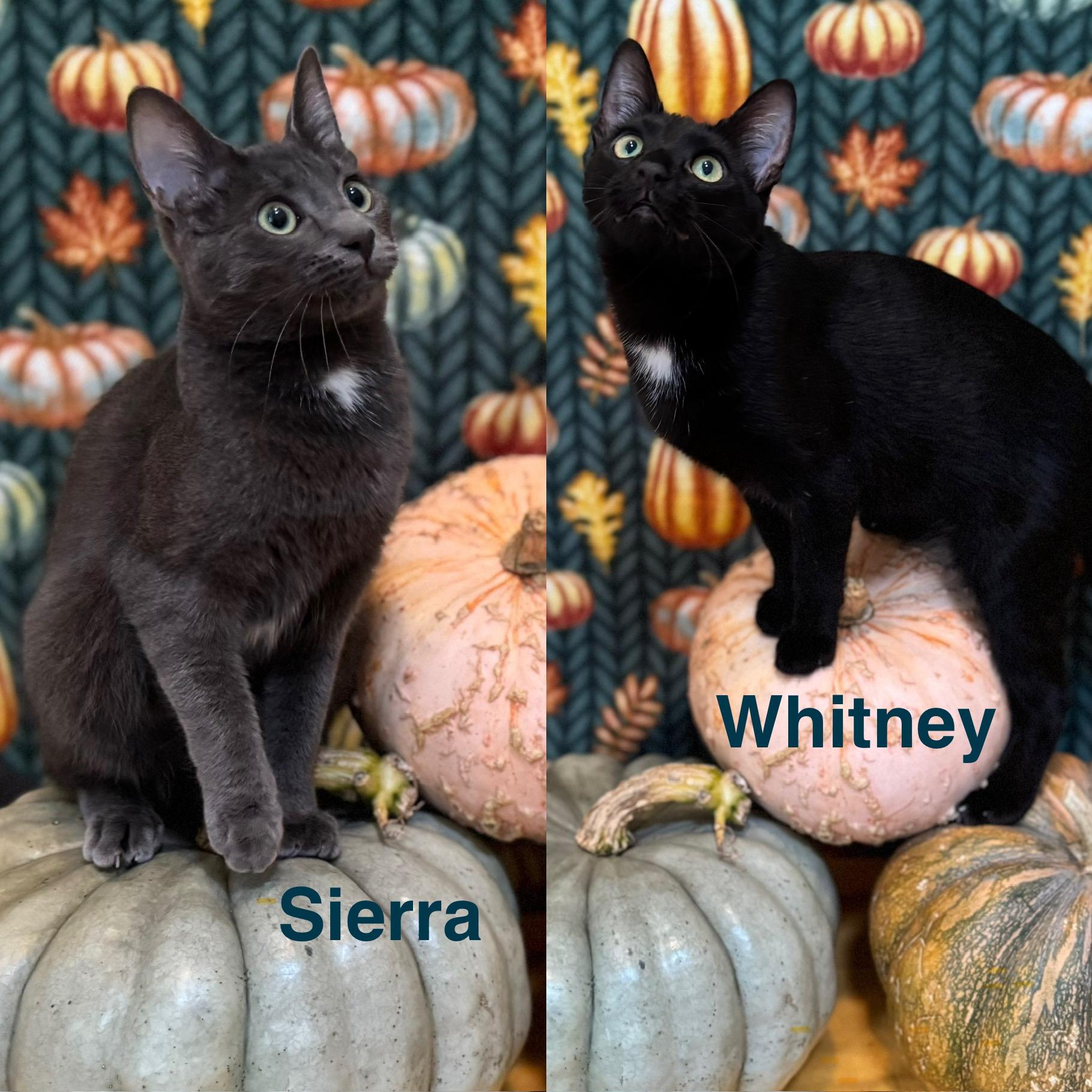 Sierra & Whitney (bonded pair)