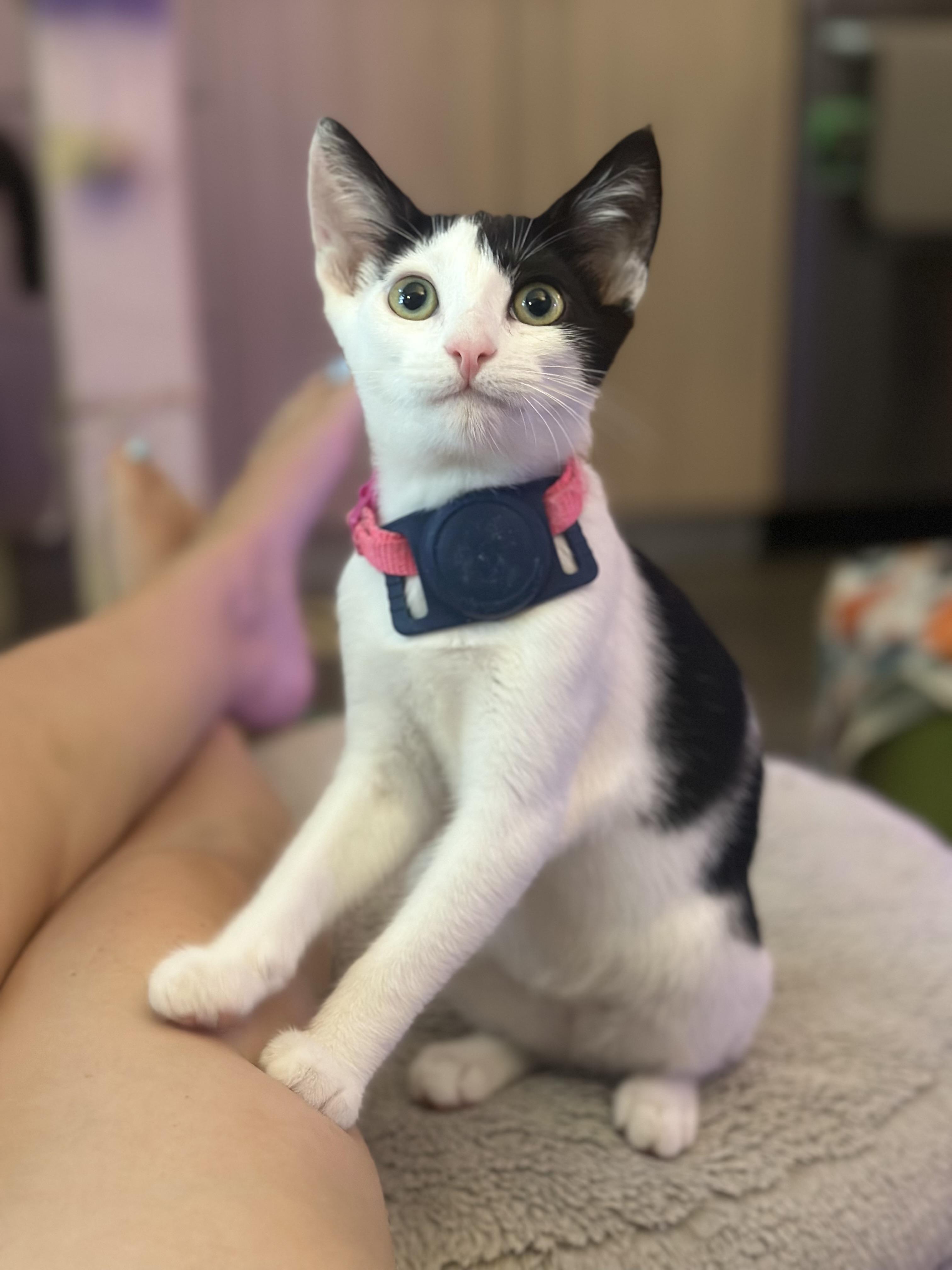 Daphne, ADOPTABLE, Kitten Female Domestic Short Hair & Tuxedo.