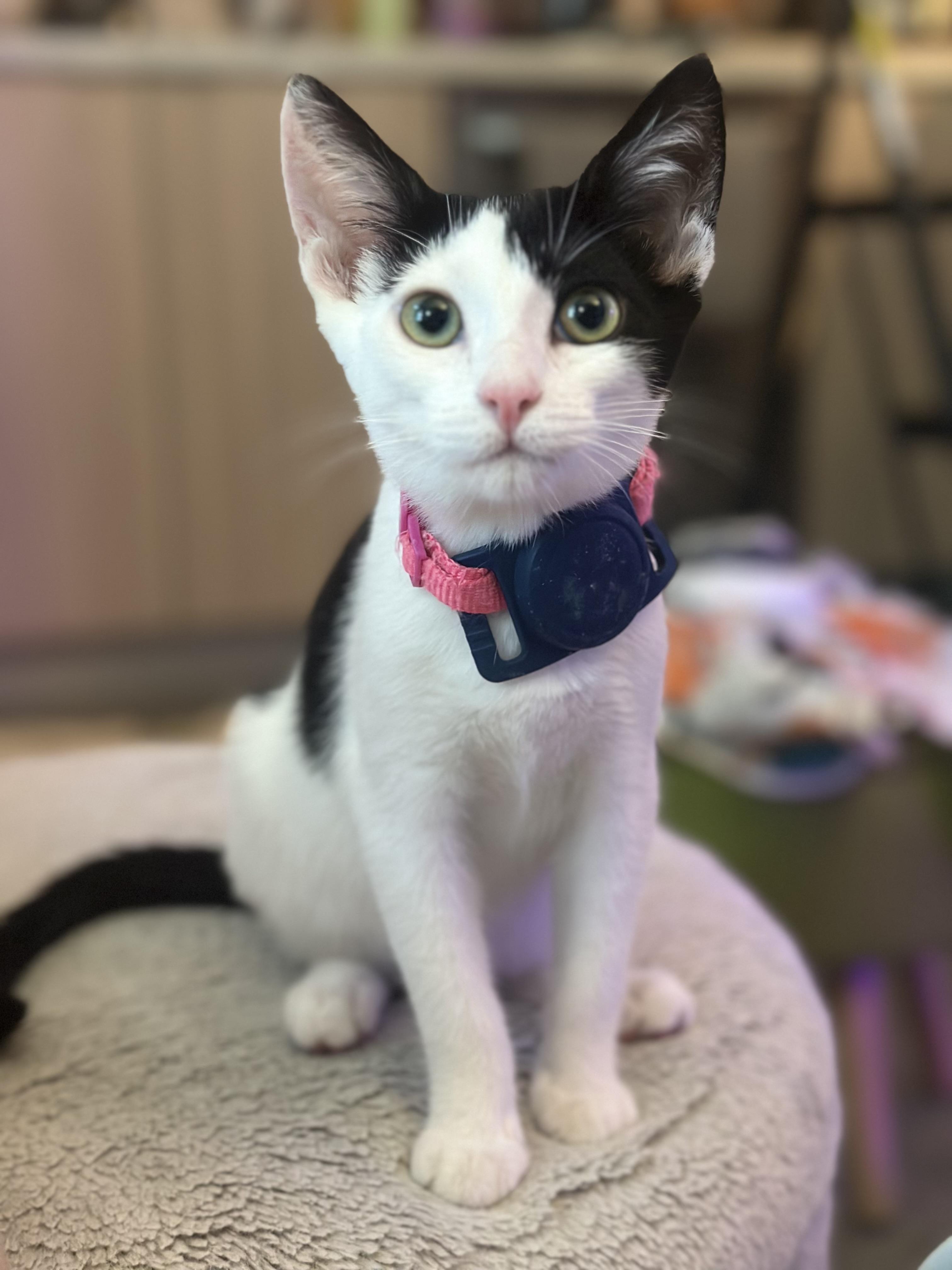 Daphne, a ADOPTABLE mixed breed in Sherman Oaks, CA image 3/6
