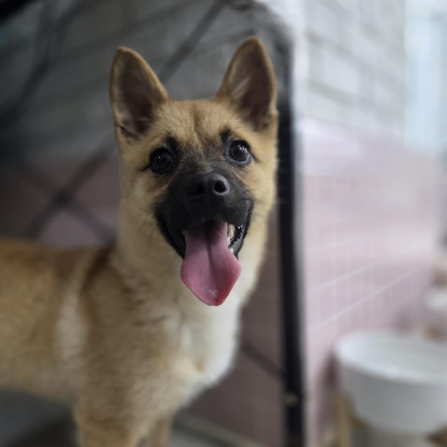 Enlarge Yerol, an adoption pending mixed breed in West Hartford , CT image 3/5