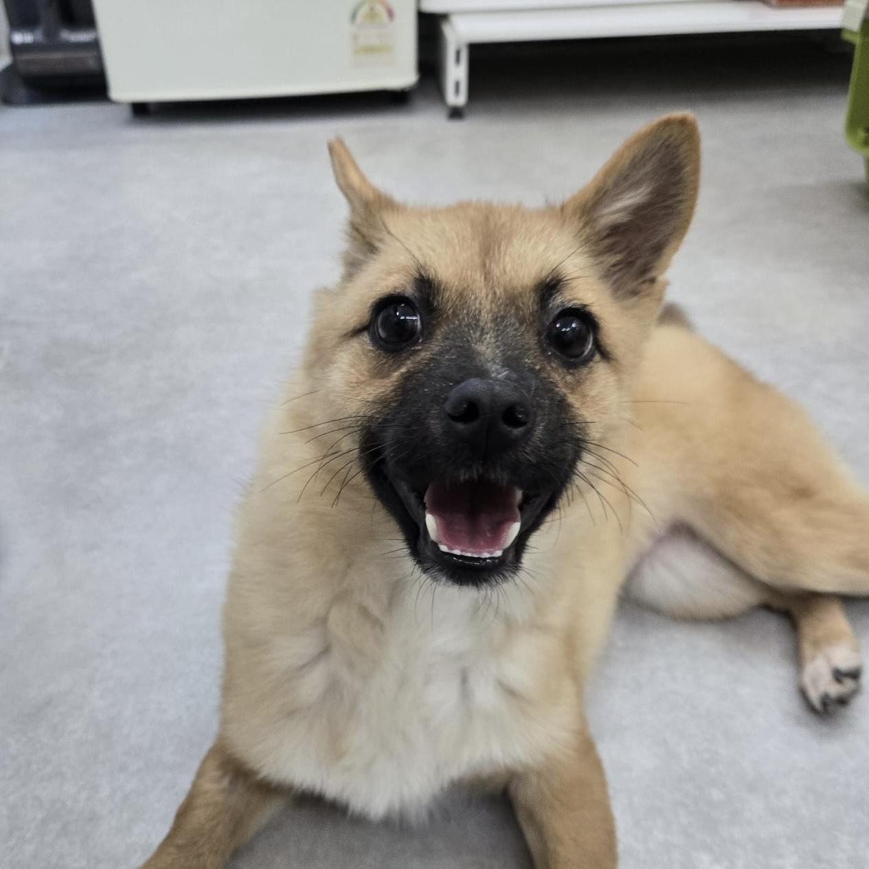 Enlarge Yerol, an adoption pending mixed breed in West Hartford , CT image 1/5