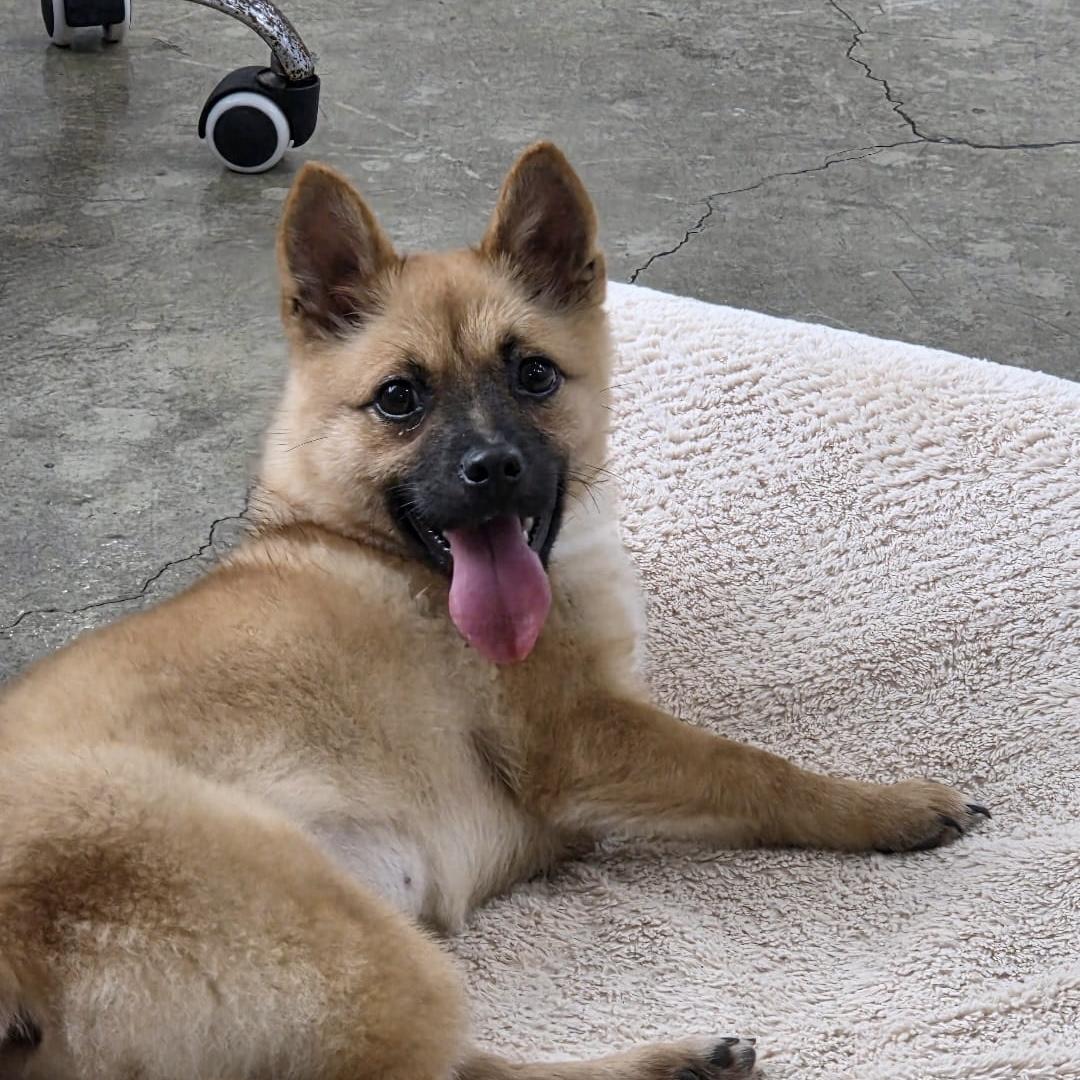 Enlarge Yerol, an adoption pending mixed breed in West Hartford , CT image 2/5