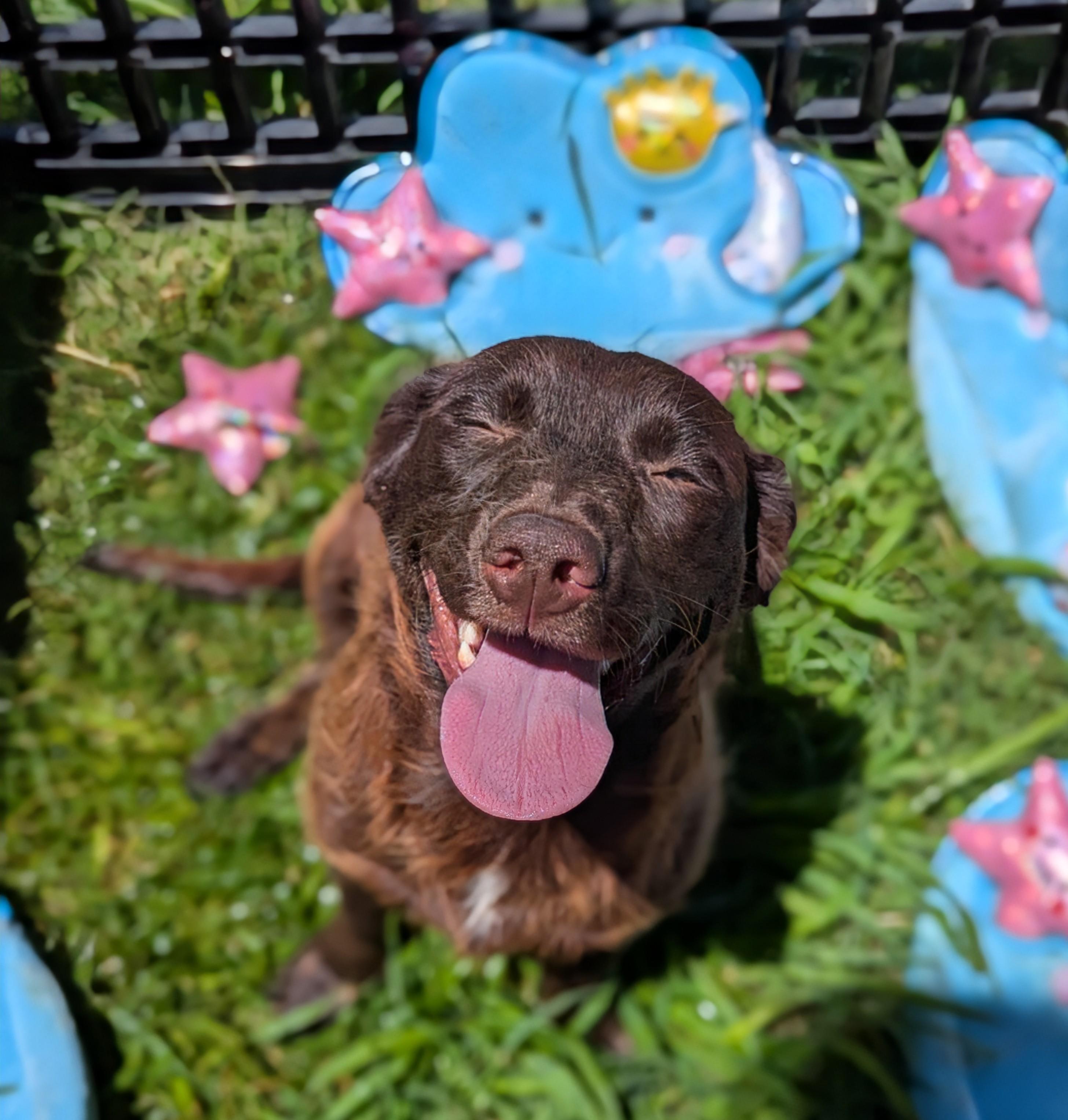 Labubu Mama, a Adoptable mixed breed in San Jose, CA image 2/2