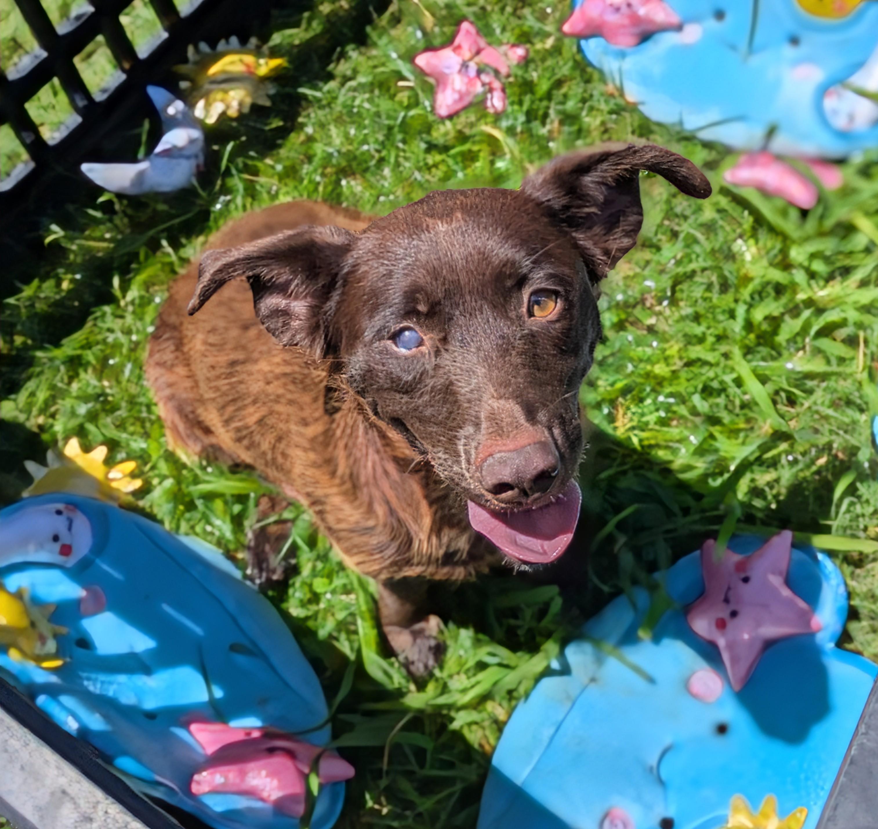 Labubu Mama, Adoptable, Adult Female Dachshund.