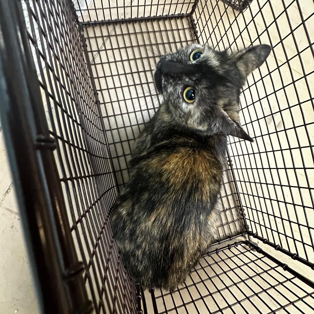 Honey Bun, Adoptable, Adult Female Domestic Short Hair.
