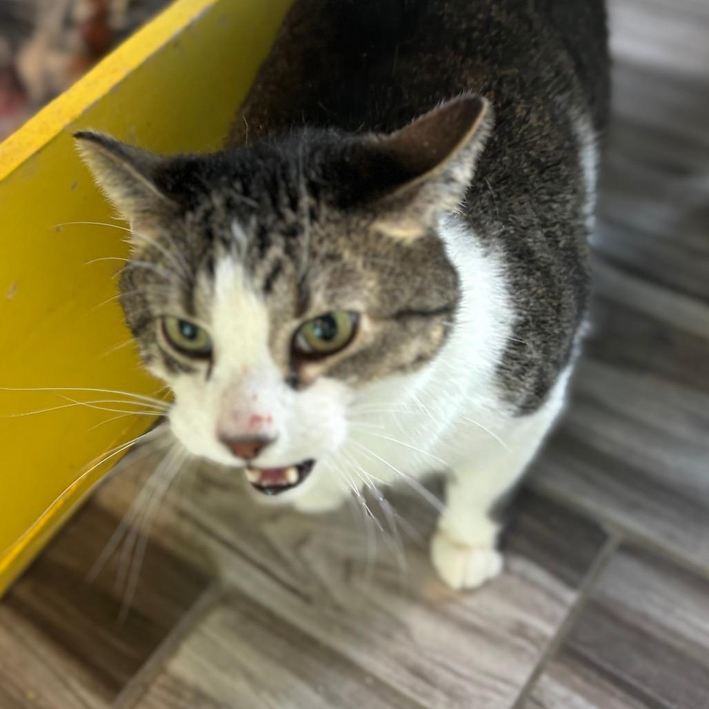 Ringo, Adoptable, Senior Male Domestic Short Hair.