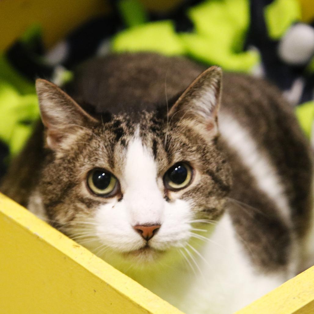 Ringo, a Adoptable mixed breed in West Des Moines, IA image 2/3