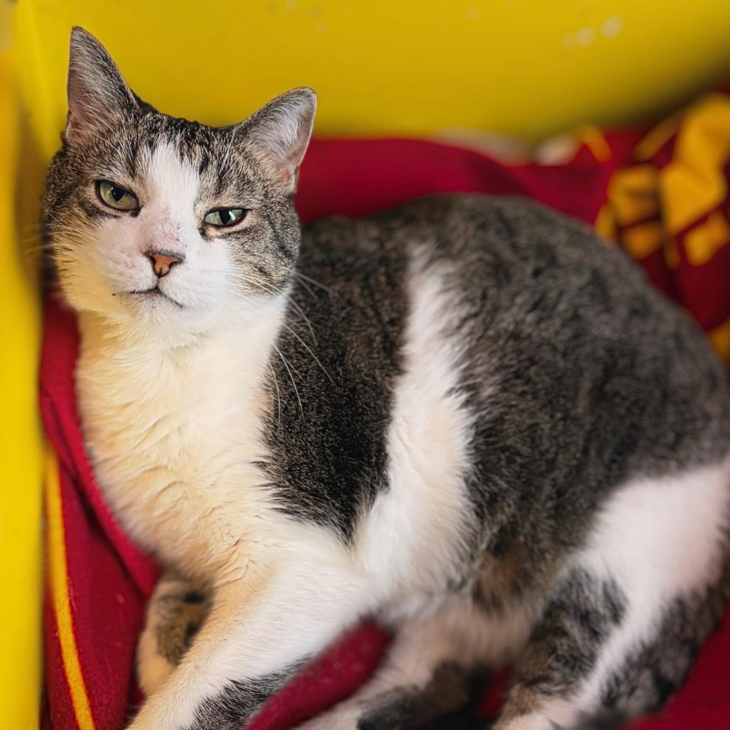 Ringo, a Adoptable mixed breed in West Des Moines, IA image 3/3