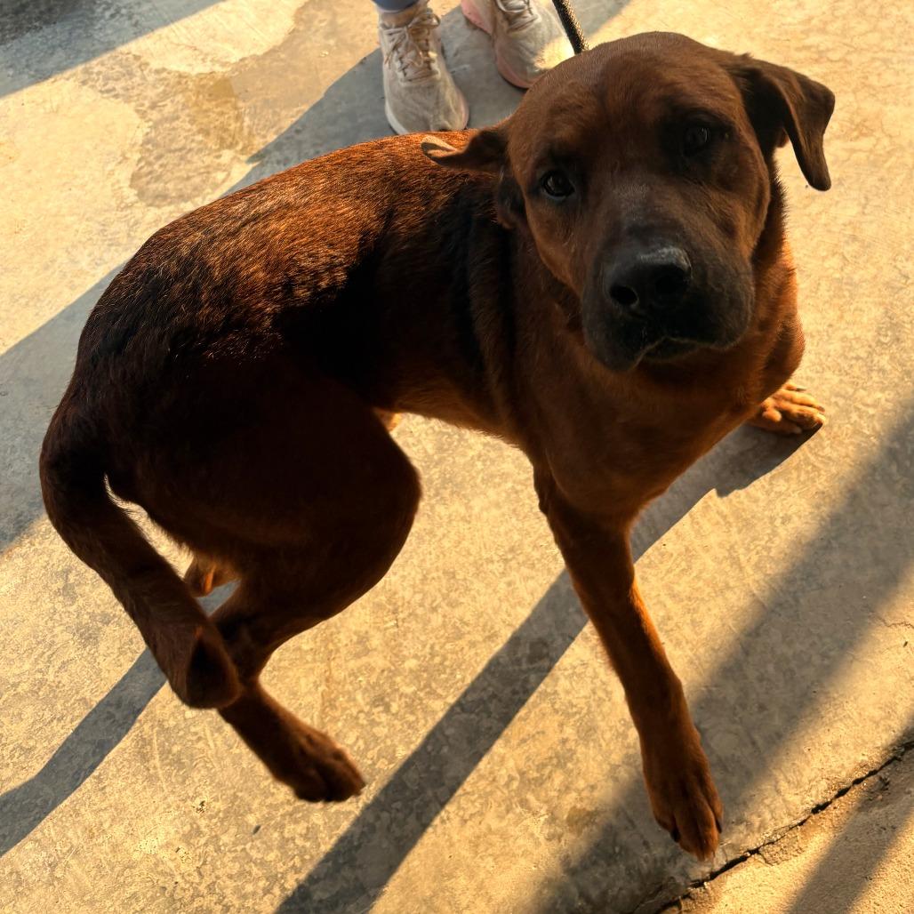 Enlarge Skippy - 012315U, a Adoptable Mixed Breed in Tupelo, MS image 2/4