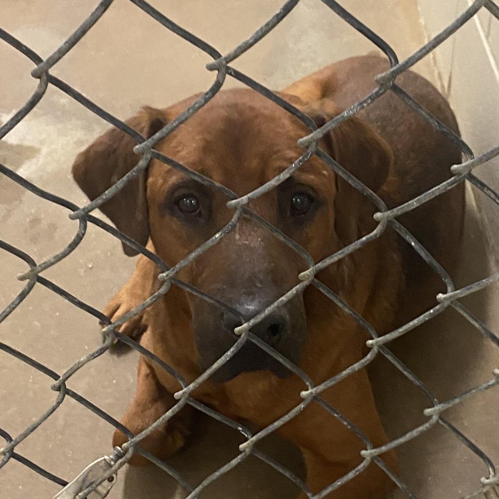 Enlarge Skippy - 012315U, a Adoptable Mixed Breed in Tupelo, MS image 3/4