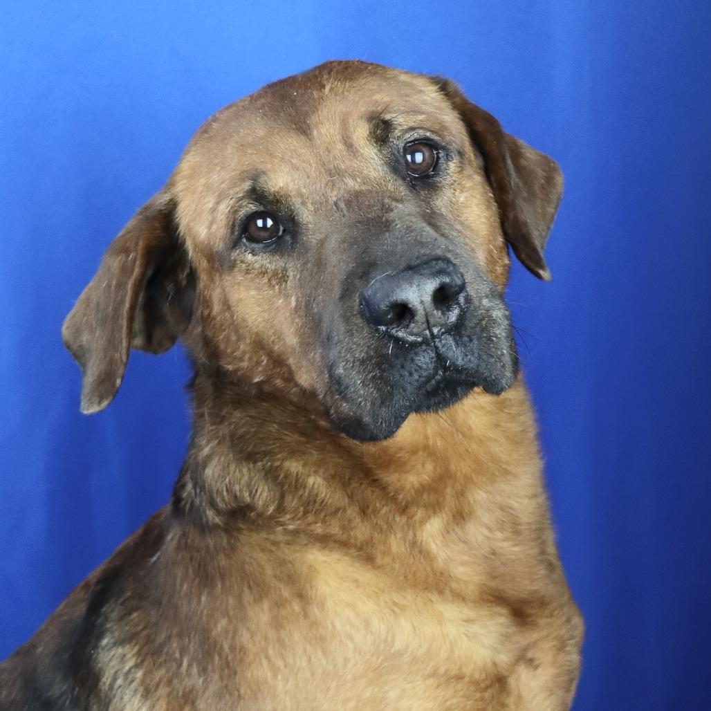 Enlarge Skippy - 012315U, a Adoptable Mixed Breed in Tupelo, MS image 4/4