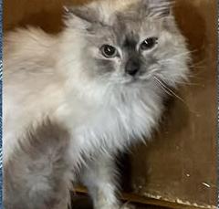 Enlarge Blast, a ADOPTABLE Ragdoll in Ennis, TX image 3/3