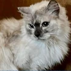 Blast, ADOPTABLE, Adult Male Ragdoll.