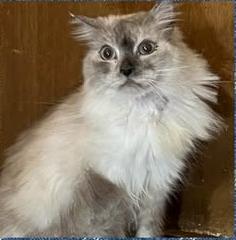 Enlarge Blast, a ADOPTABLE Ragdoll in Ennis, TX image 2/3