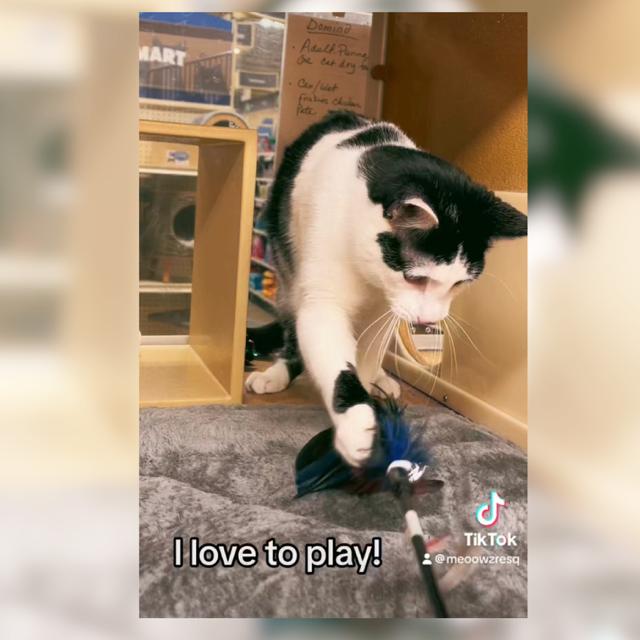 Domino, a Adoptable Domestic Short Hair in Orange, CA image 6/7