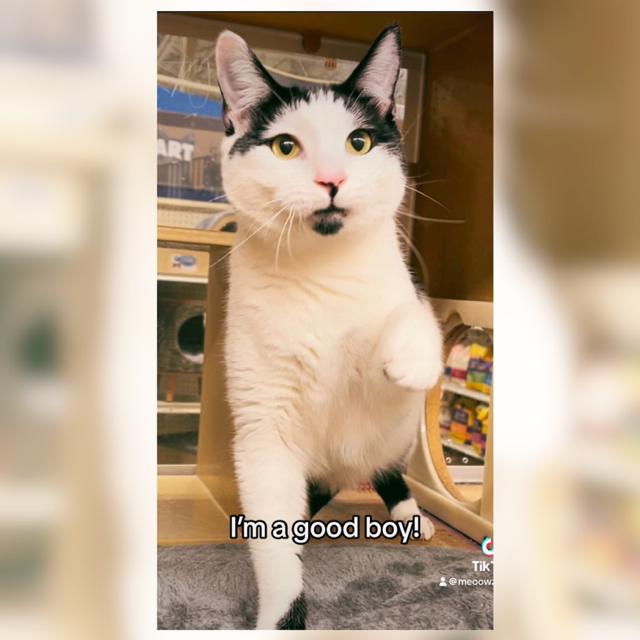 Domino, Adoptable, Adult Male Domestic Short Hair.