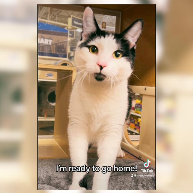 Enlarge Domino, a Adoptable Domestic Short Hair in Orange, CA image 7/7