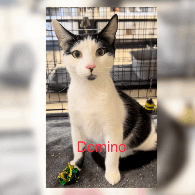 Domino, a Adoptable Domestic Short Hair in Orange, CA image 5/7