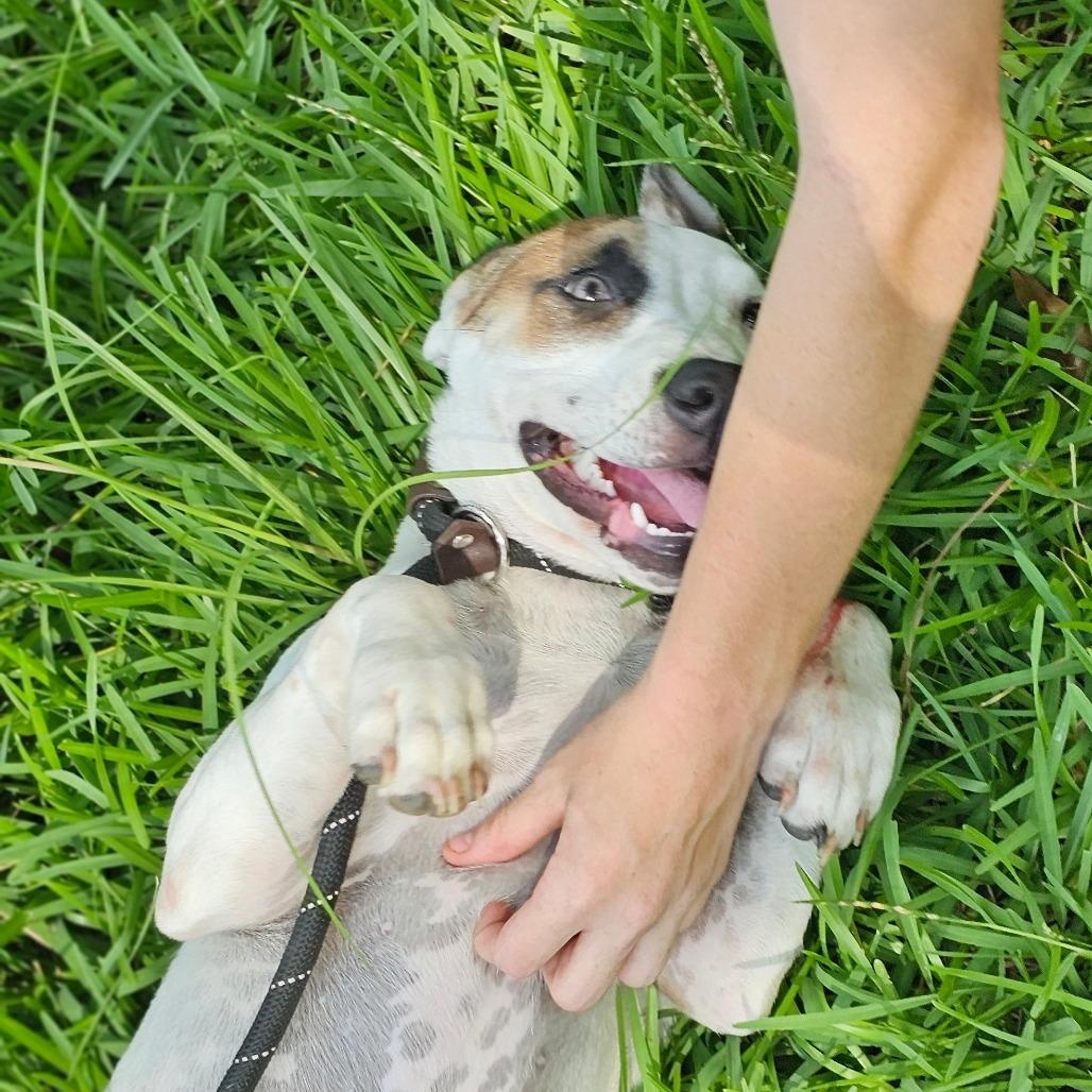 Enlarge Ivy, a Adoptable Mixed Breed in Evansville, IN image 3/5