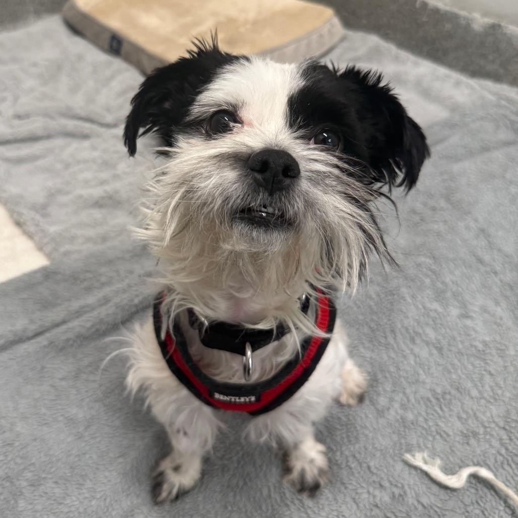 Fergus, adopted, Adult Male Mixed Breed.