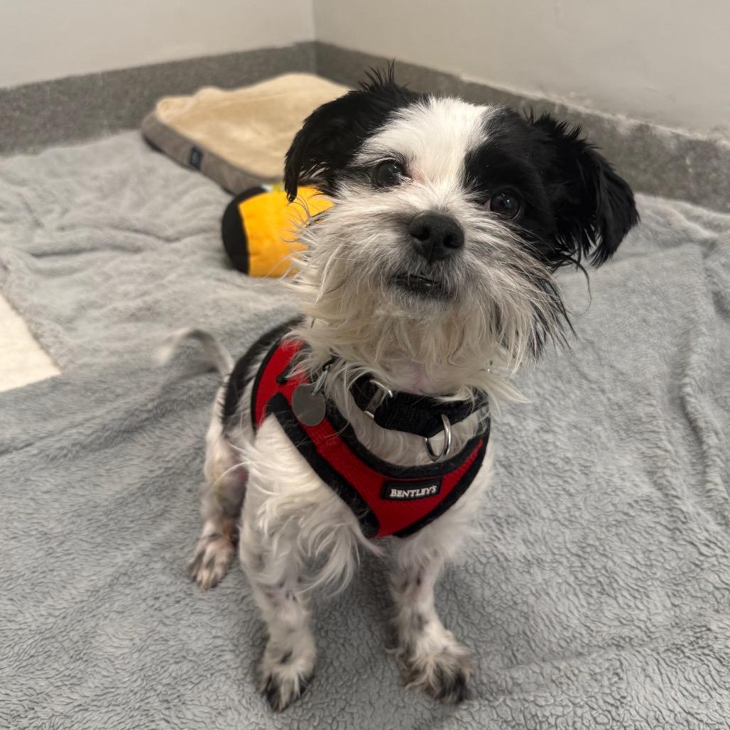 Enlarge Fergus, an adopted Mixed Breed in Chicago, IL image 4/4