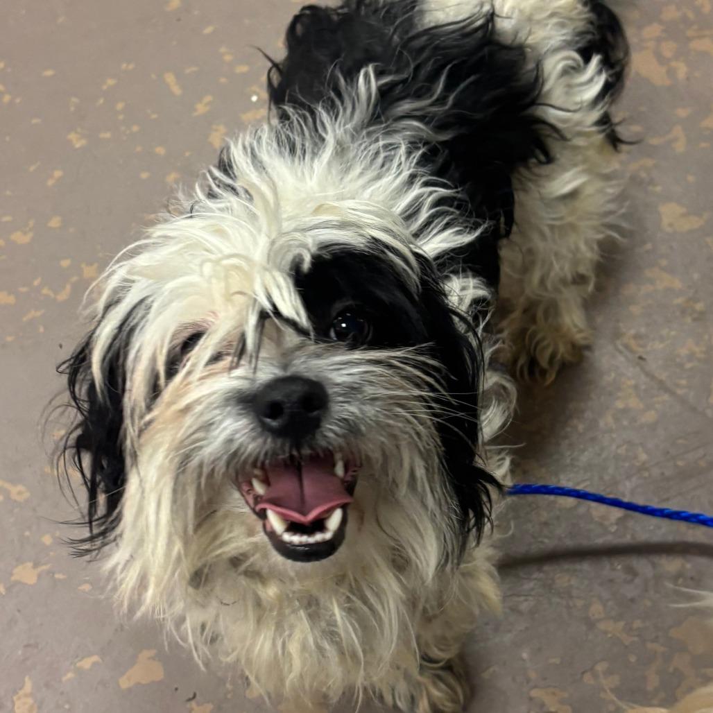 Enlarge Fergus, an adopted Mixed Breed in Chicago, IL image 3/4