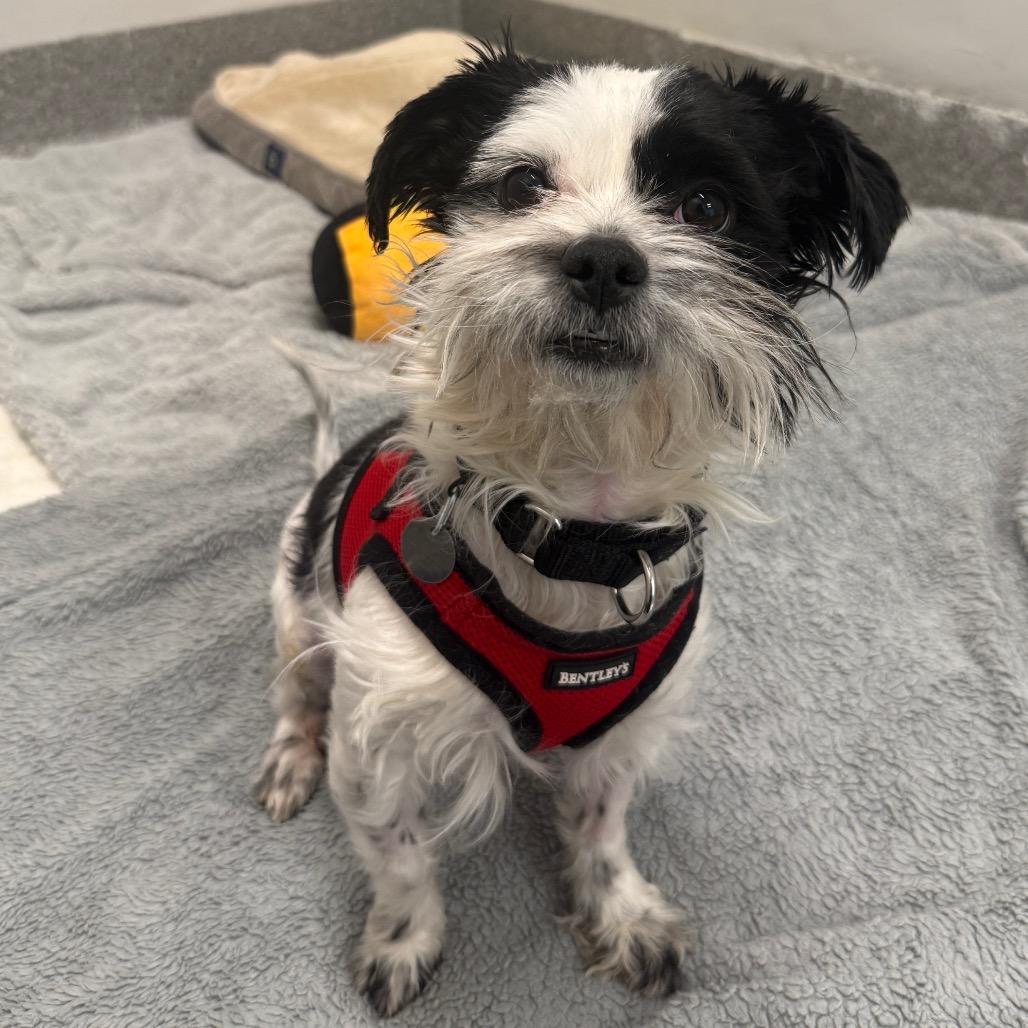 Enlarge Fergus, an adopted Mixed Breed in Chicago, IL image 2/4