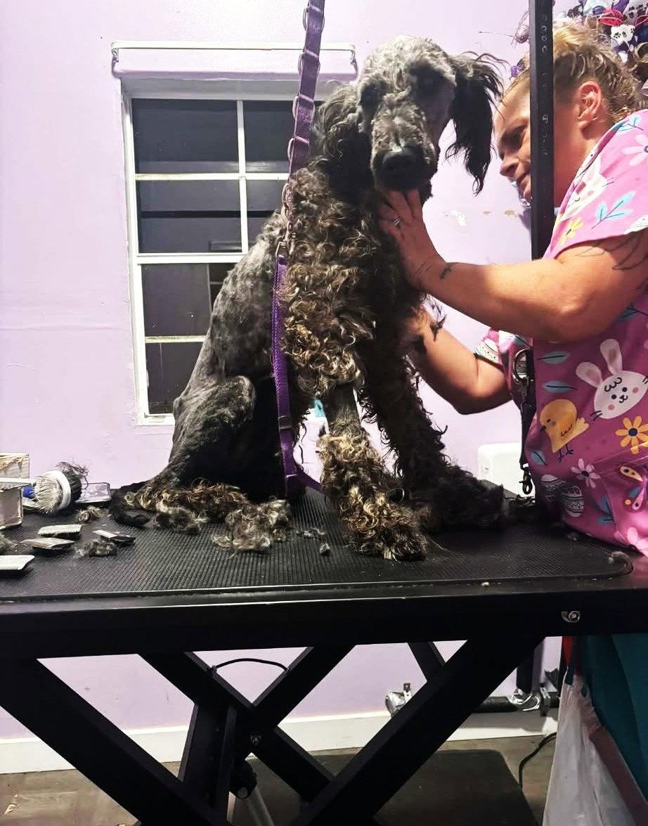 Reggie MGO in RI $699 Fitzgerald, Adopted, Young Male Golden Retriever & Poodle.