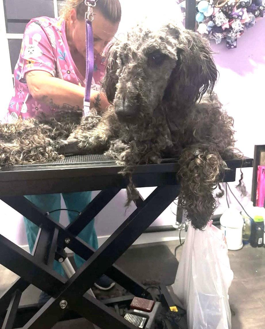 Enlarge Reggie MGO in RI $699 Fitzgerald, a Adopted mixed breed in Warwick, RI image 2/3