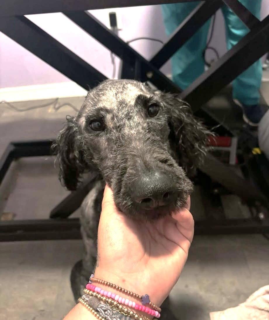 Enlarge Reggie MGO in RI $699 Fitzgerald, a Adopted mixed breed in Warwick, RI image 3/3