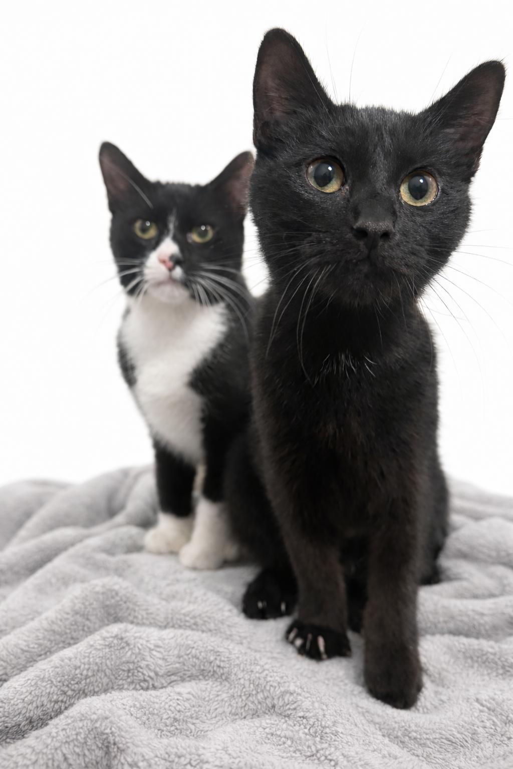 Benny, a Adoptable Domestic Short Hair in Rio Linda, CA image 5/6