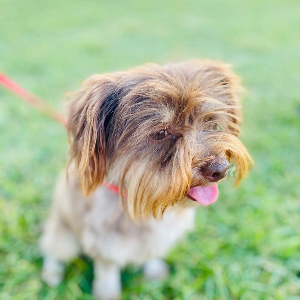 Confetti, Adoptable, Adult Female Terrier.