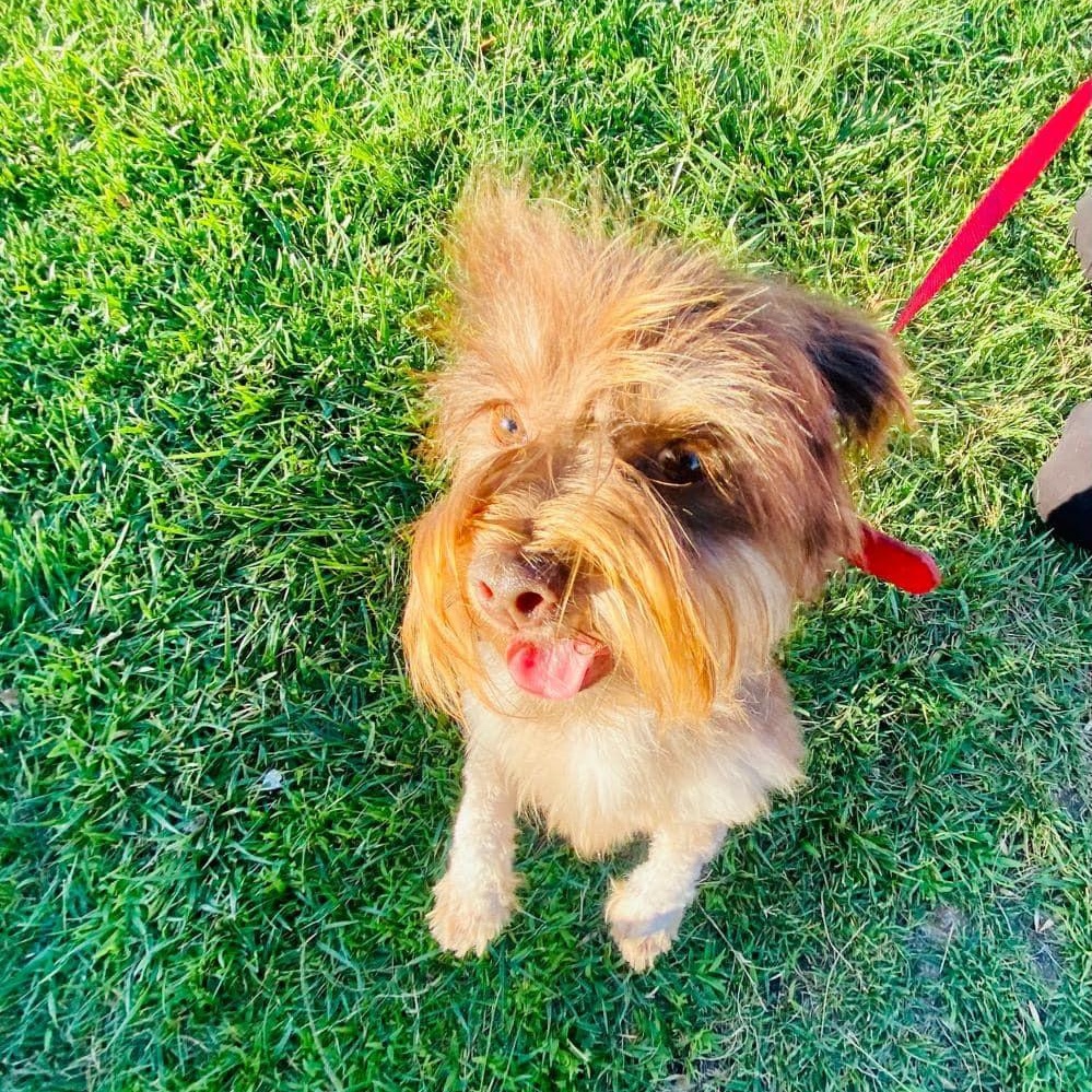 Confetti, a Adoptable Terrier in Rancho Santa Fe, CA image 2/2