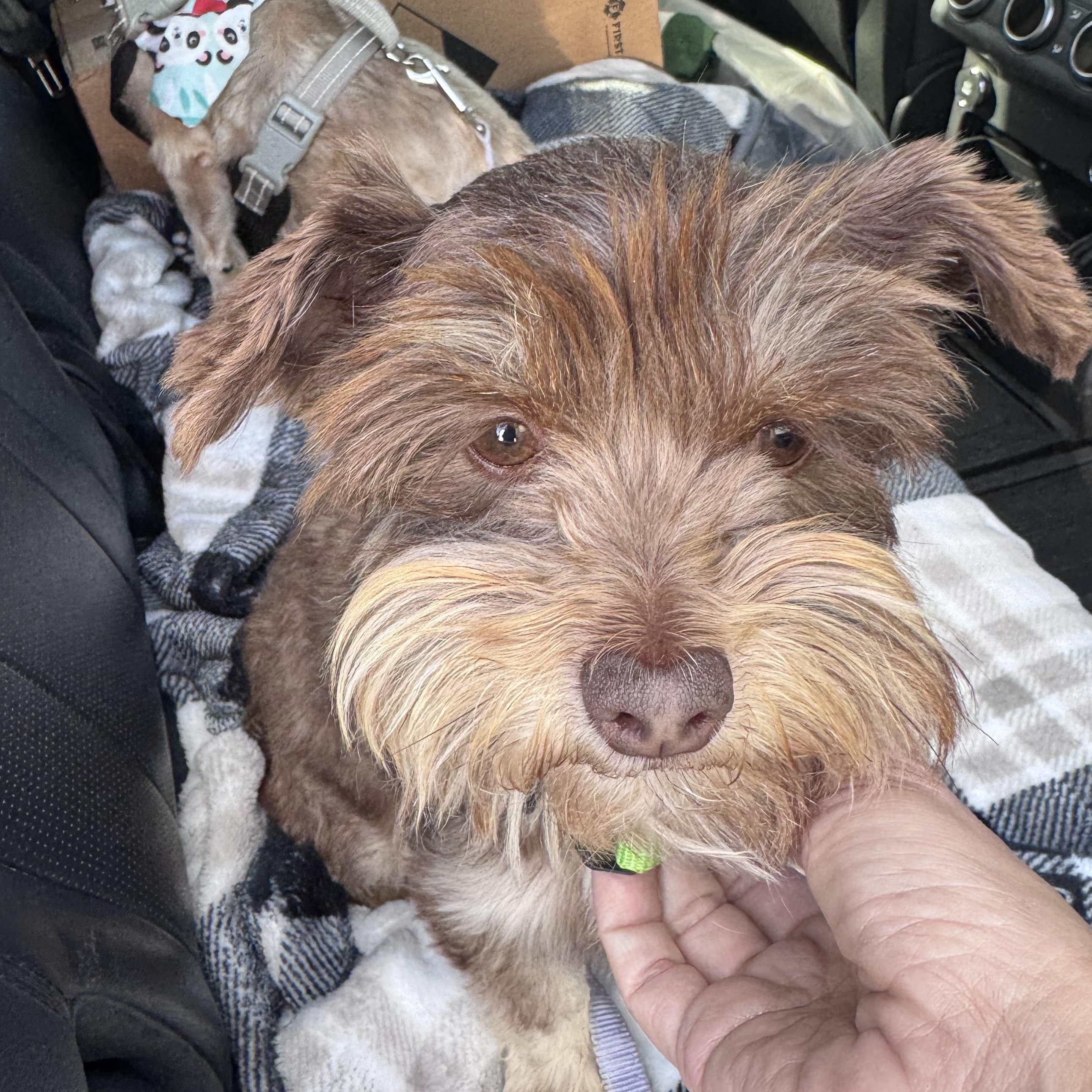 Confetti, Adoptable, Adult Female Terrier.