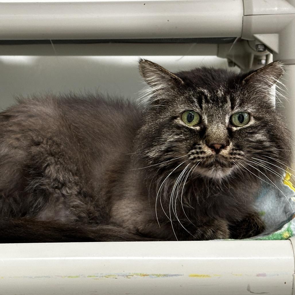 Grog — thumbnail 2