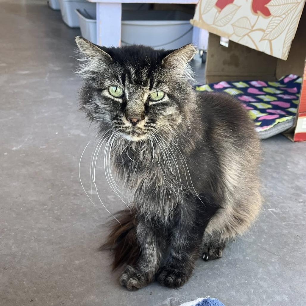 Grog — thumbnail 5