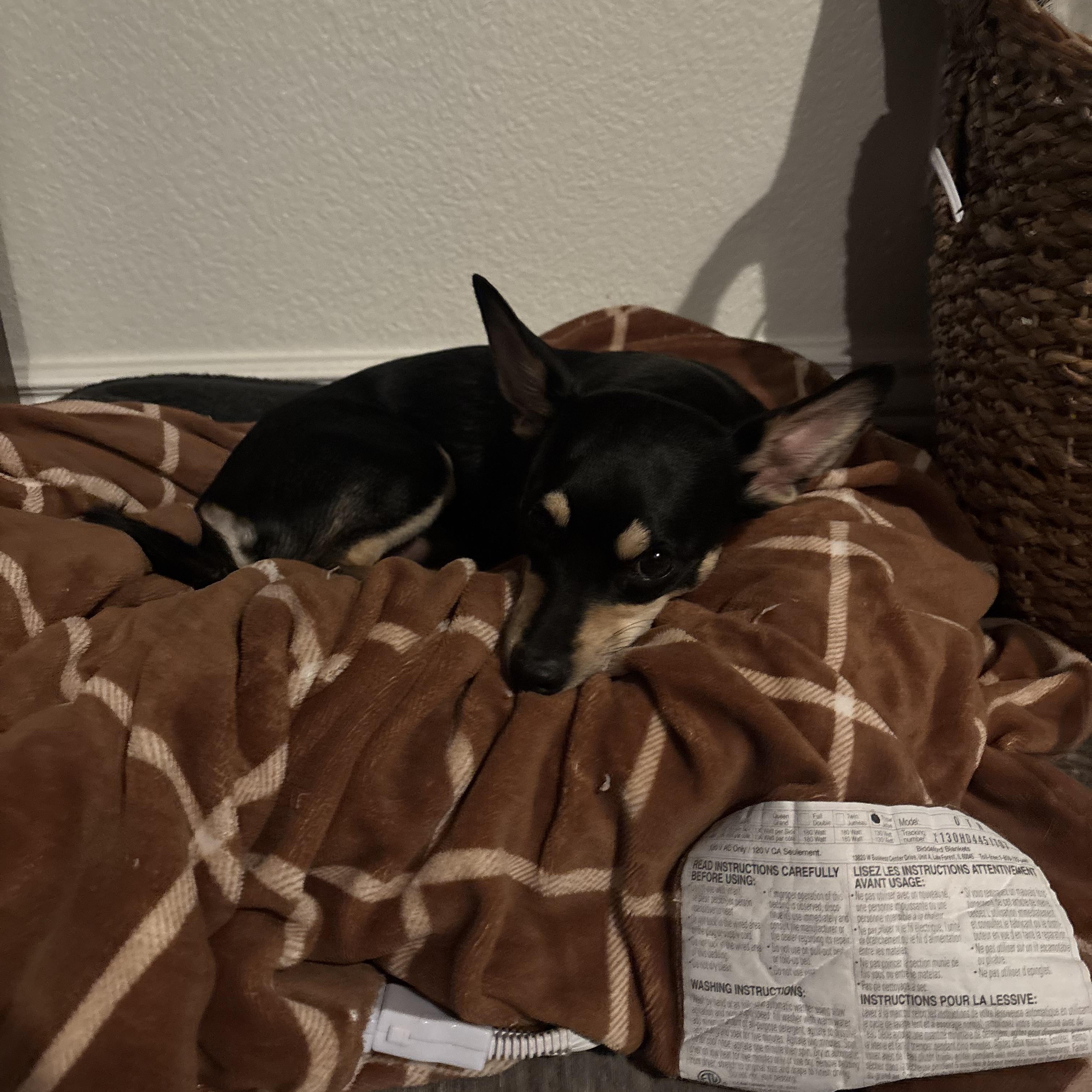 Chapo , a ADOPTABLE mixed breed in Hayward, CA image 4/6