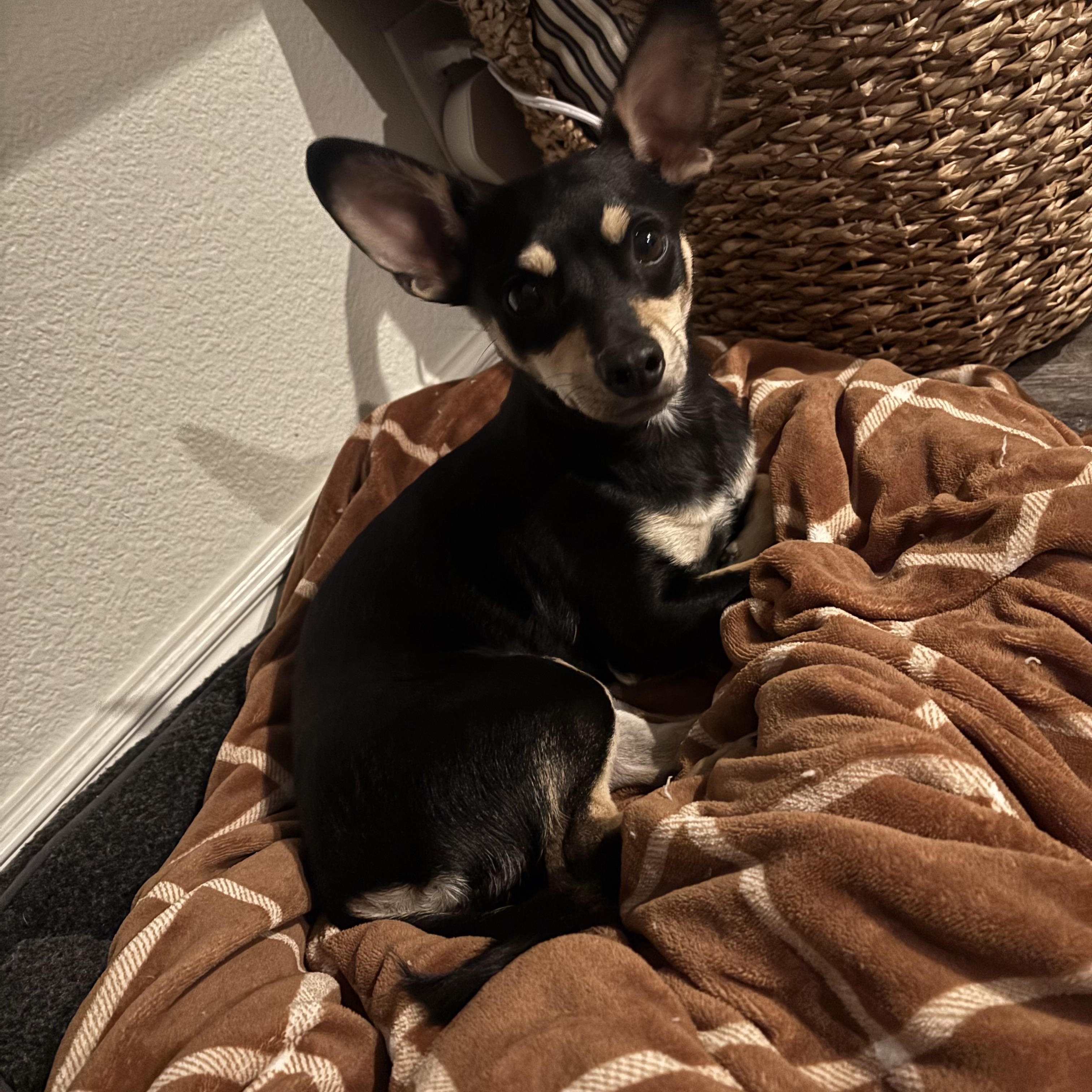 Chapo , a ADOPTABLE mixed breed in Hayward, CA image 6/6