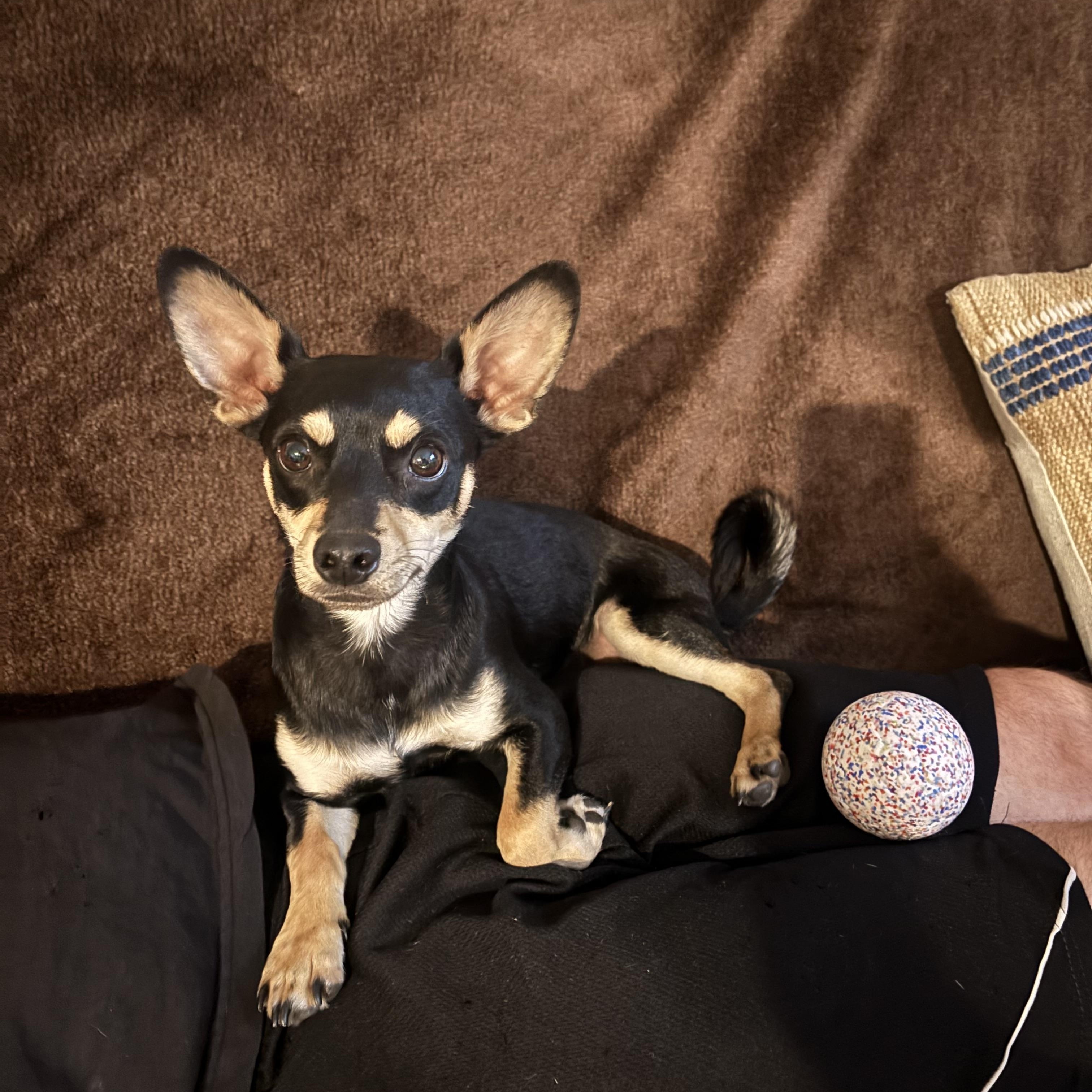 Chapo , a ADOPTABLE mixed breed in Hayward, CA image 3/6