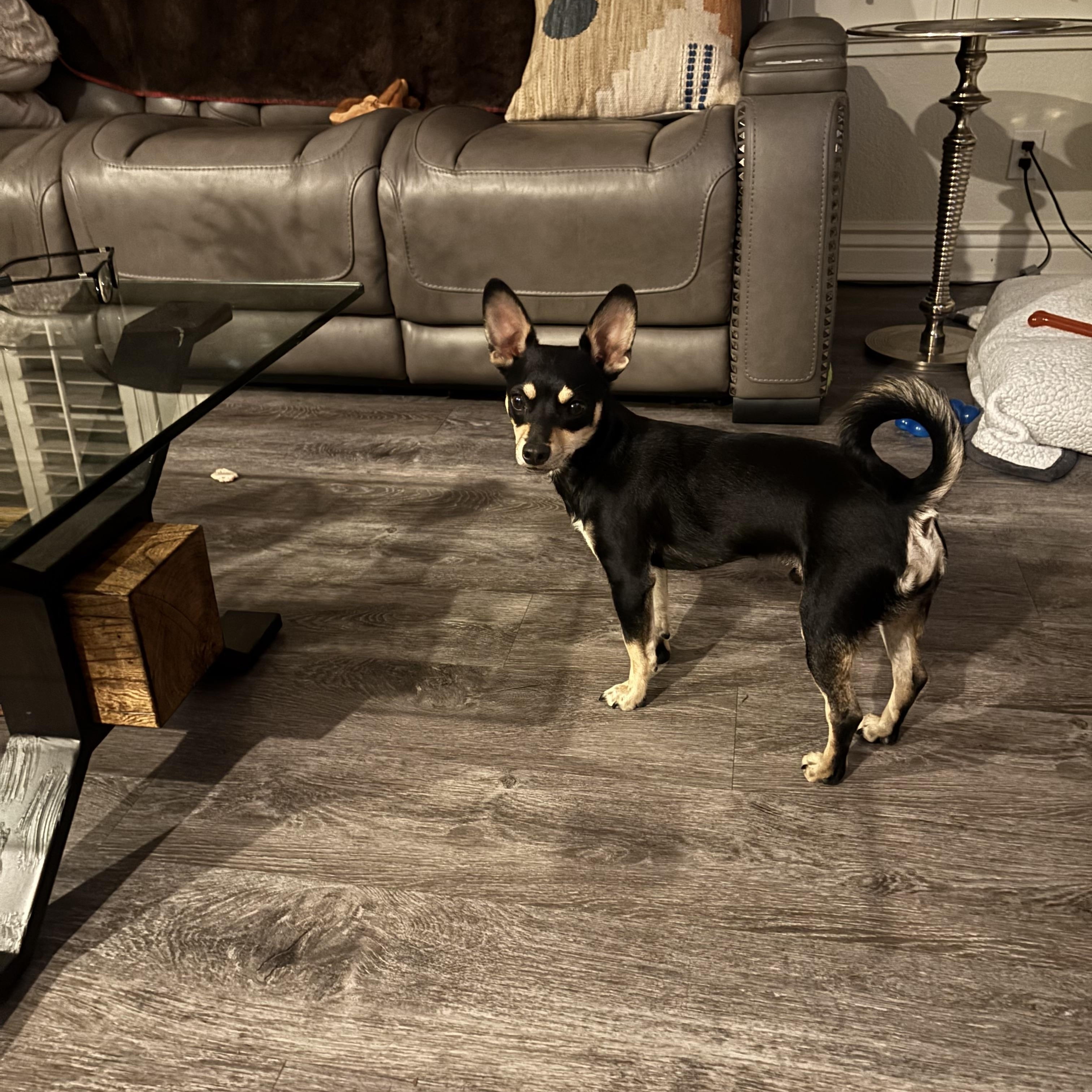 Chapo , a ADOPTABLE mixed breed in Hayward, CA image 5/6