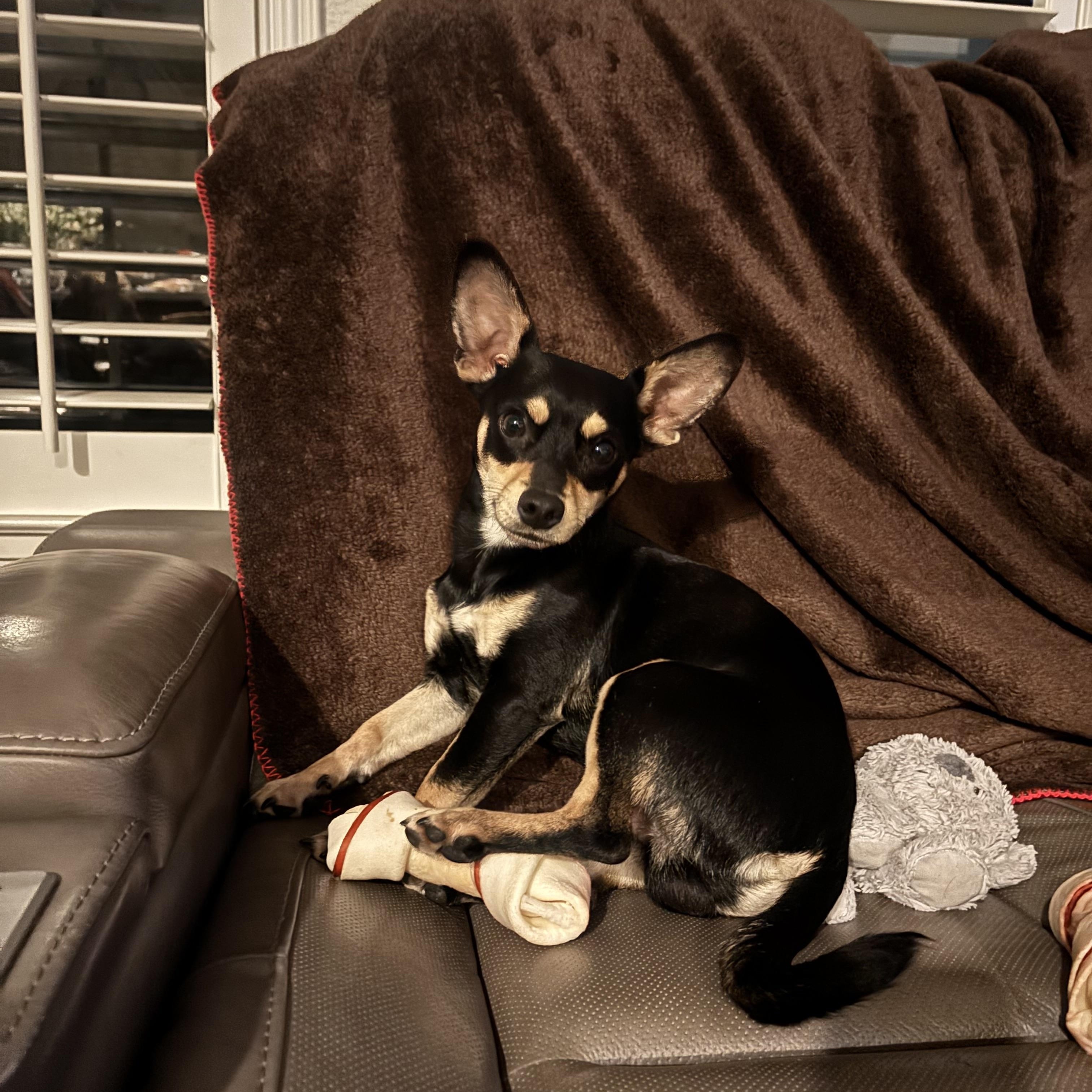 Chapo , a ADOPTABLE mixed breed in Hayward, CA image 1/6