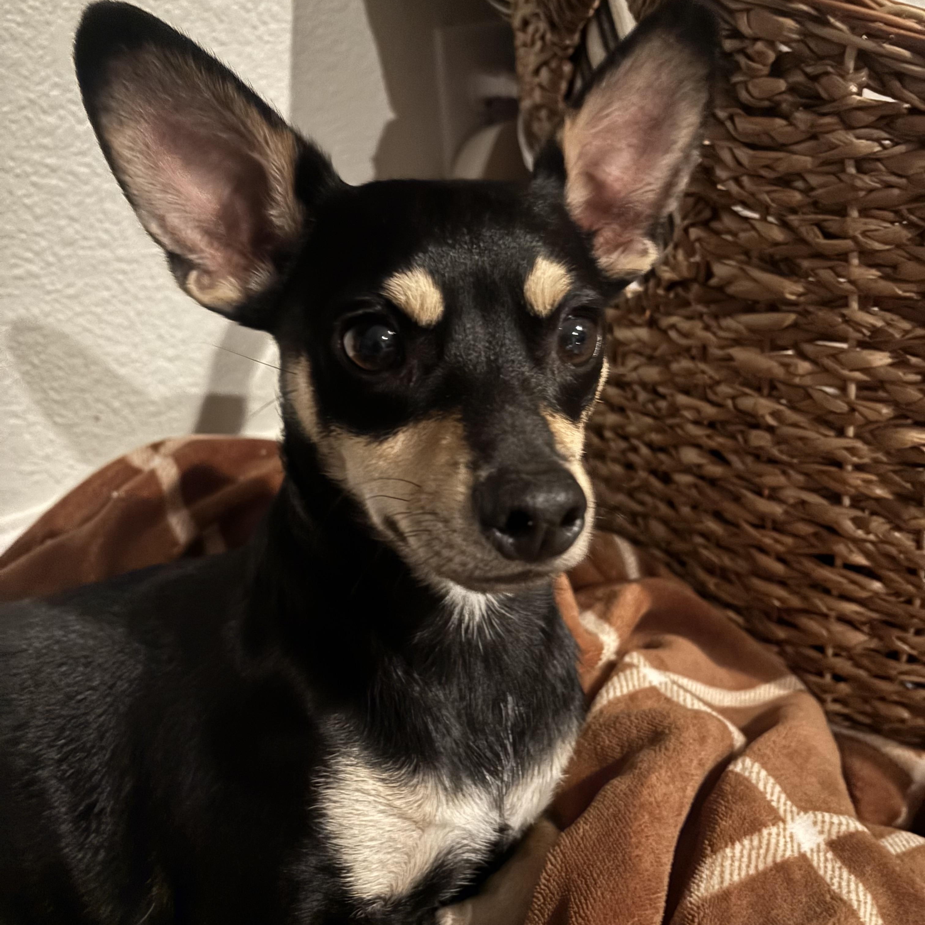 Chapo , a ADOPTABLE mixed breed in Hayward, CA image 2/6