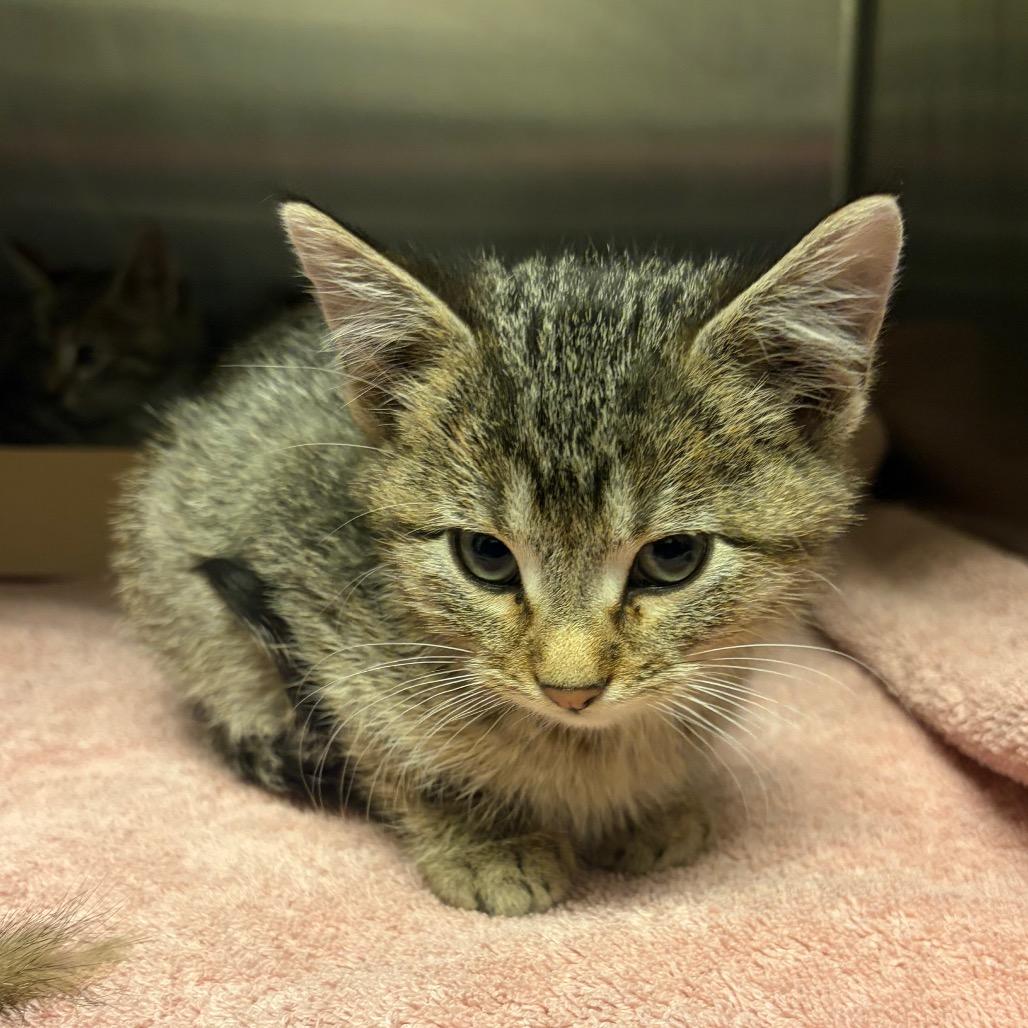 Eddie, Adoptable, Kitten Male Domestic Short Hair.