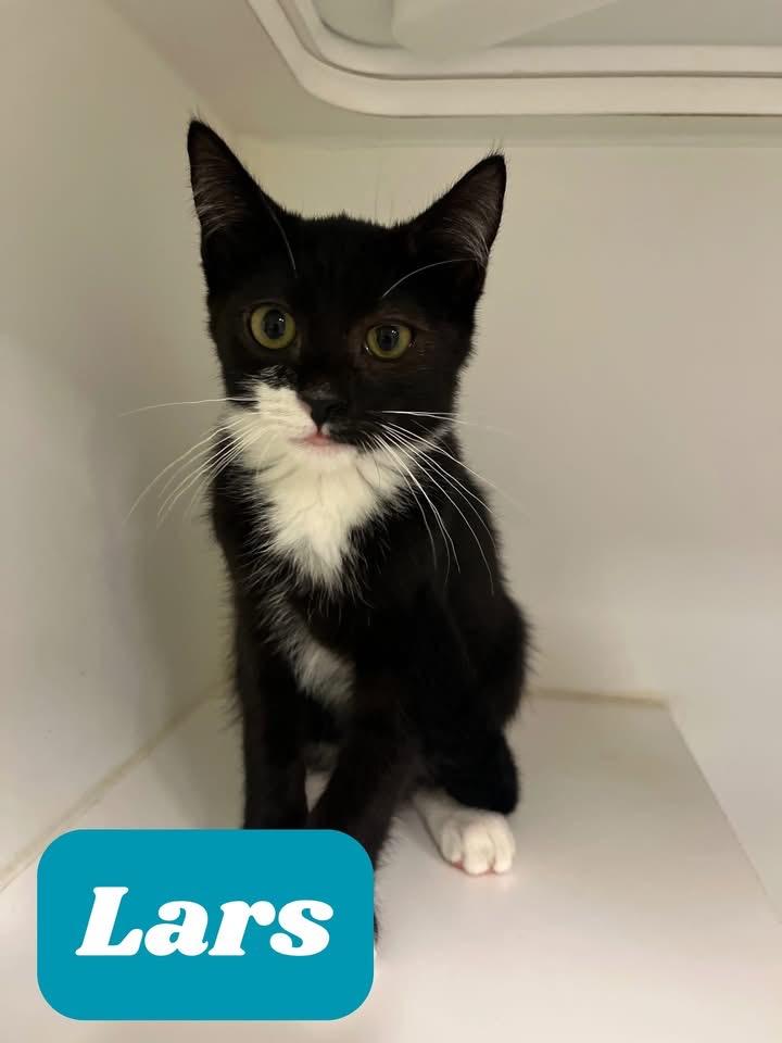 Lars, Adoptable, Kitten Male Domestic Short Hair.
