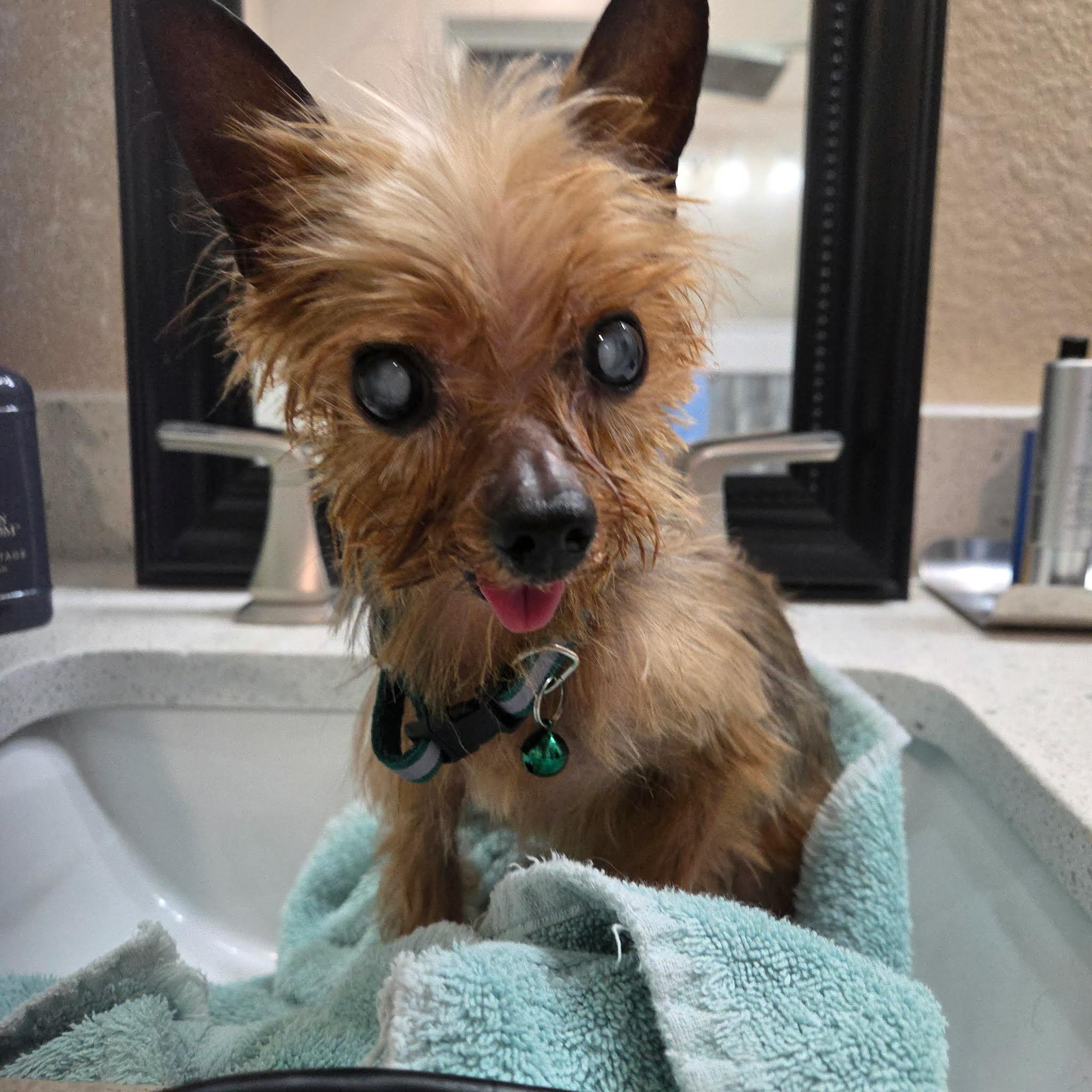 William Walton Goggins, a Adopted Yorkshire Terrier in Austin, TX image 1/5