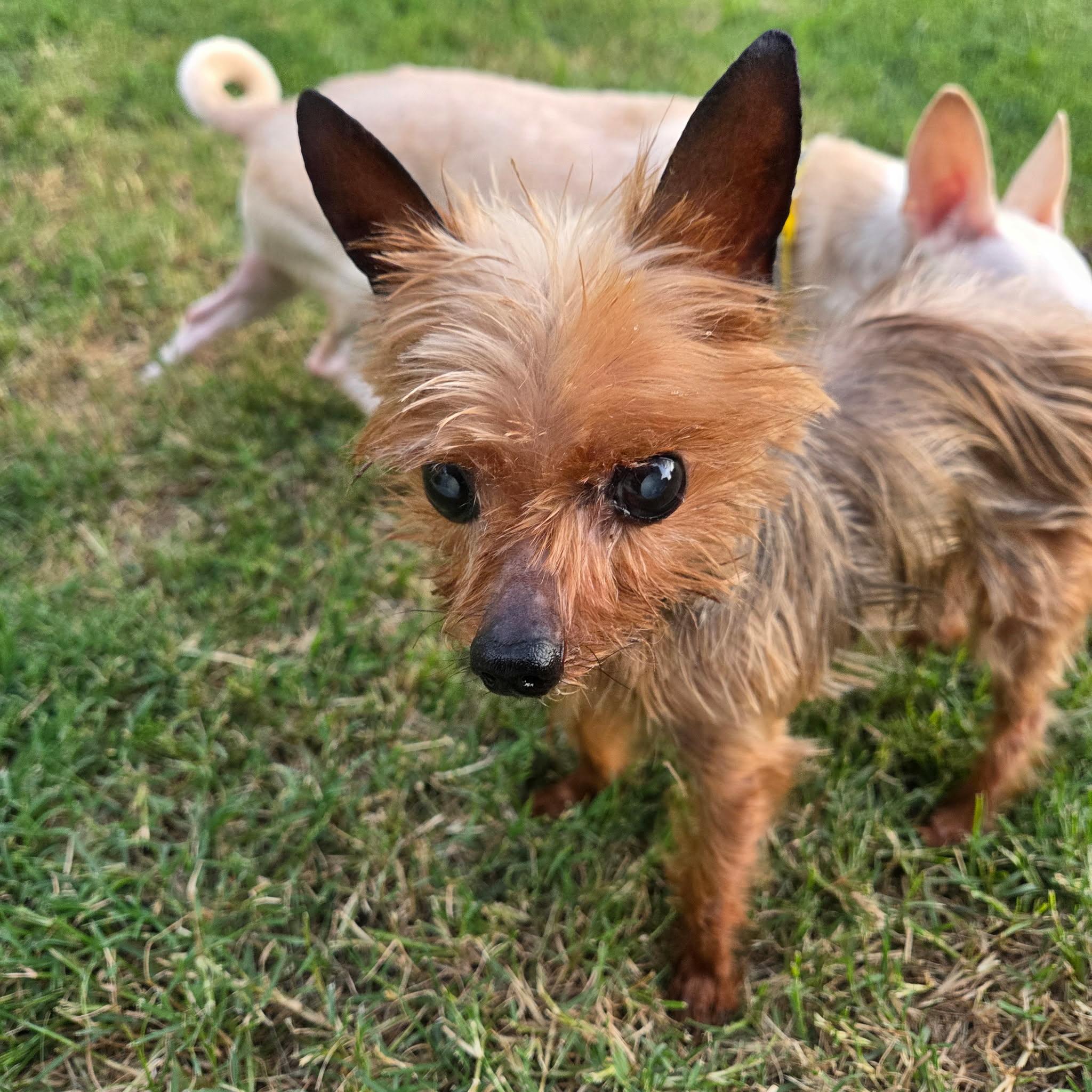 William Walton Goggins, a Adopted Yorkshire Terrier in Austin, TX image 2/5